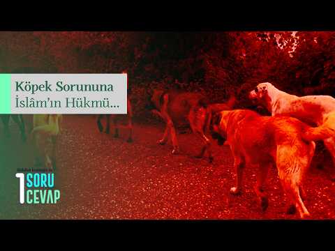 Köpek Sorununa İslâm'ın Hükmü Nedir?